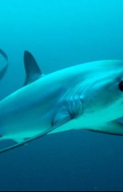 Goblin Shark