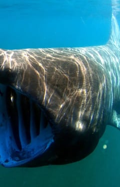 Stonehammerhead