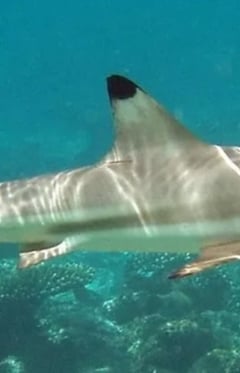 Blacktip Reef Shark