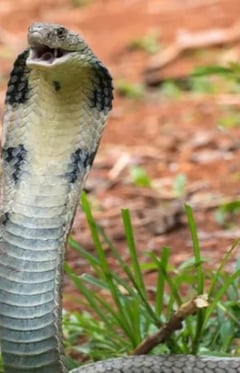 King Cobra