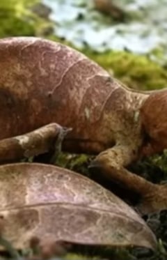 Leaf-tailed gecko