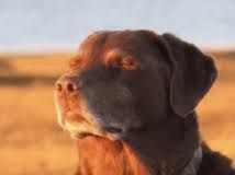 Max - The Listening Puppy