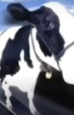 A Very Tough Image of a Cow on a Skateboard!