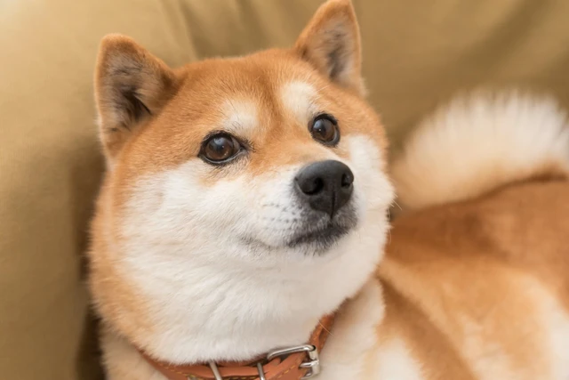 Daikon the Shiba Inu