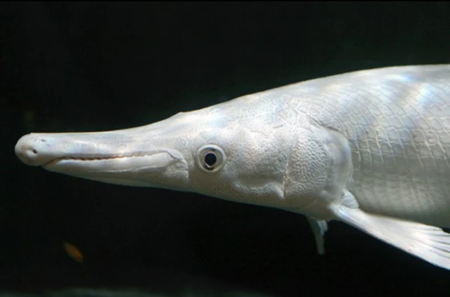 엘리게이터 가아