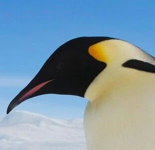 Emperor penguin