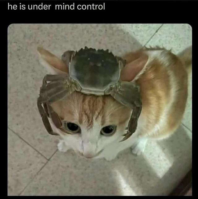 Gato bajo control mental de un cangrejo.