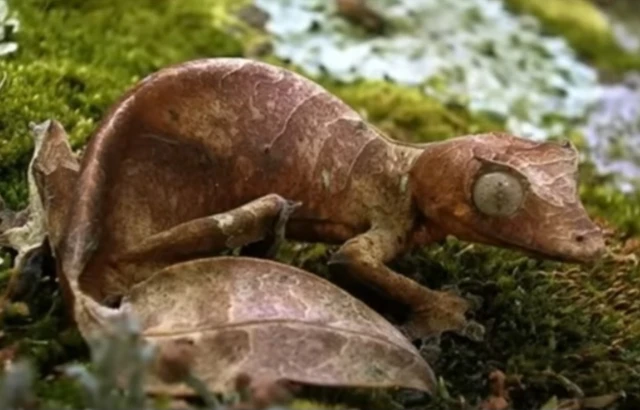 잎꼬리 도마뱀붙이