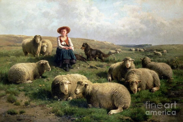 The sheep herd