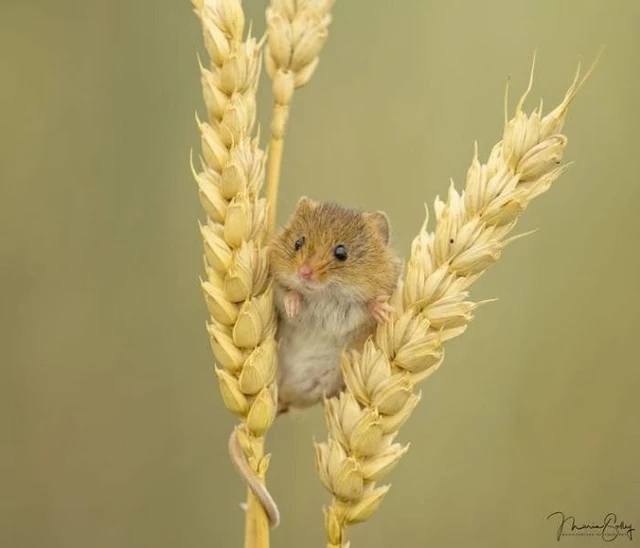 소원을 들어주는 쥐