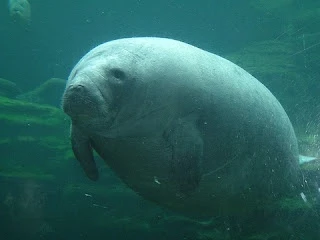 The Wholesome Manatee