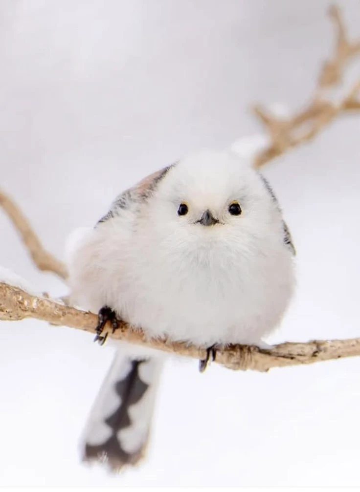 Snowfield Fairy: The White-headed Long-tailed Tit's Survival Story