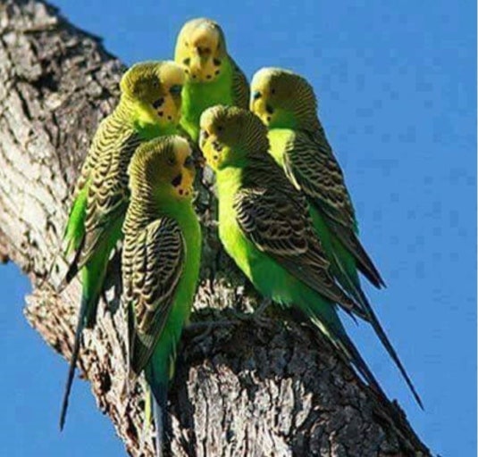 Wandering Wild Budgerigar of the Australian Outback