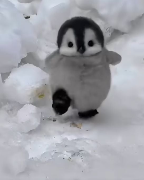 Mr_PinguinoMan