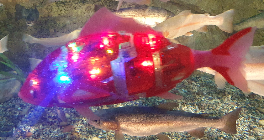 duckybullsnineriverph