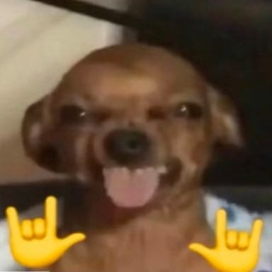 Doggiedog